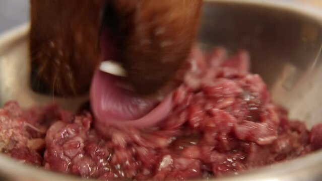 The dog eats meat from a plate. Macro. A pet is eating natural food.