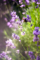 Trzmiel bąk pszczoła na kwiatach lawendy zbliżenie ujęcie z bliska	
