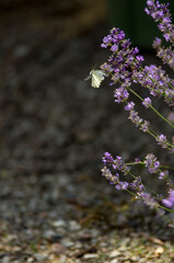 Jasny motyl bielinek latający nad lawendą rozmyte tło 
