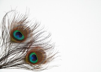 Obraz premium Peacock feathers on white background. Blank card with colorful decoration for backdrop, beautiful simple design with copy space. 