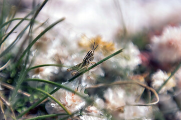 Pasikonik na gałązce rozmyte tło kwiaty	
