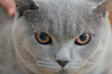 gray cat close up fur pet