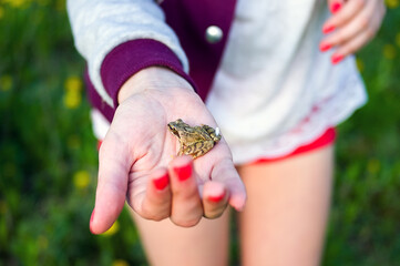 Wyciągnięta przed siebie dłoń mała żaba siedząca na dłoni