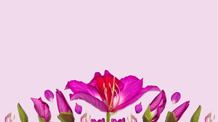 Flores en color rosa mexicano, violeta fondo color rosa