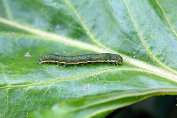 Young caterpillar of the cabbage moth (Mamestra brassicae) on a sugar beet leaf.