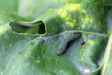 Young caterpillar of the cabbage moth (Mamestra brassicae) on a sugar beet leaf.