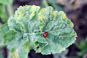 A closeup of the multicoloured Asian Ladybird / Ladybug (Harmonia axyridis) on green plants.