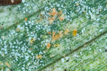 Tetranychus urticae Tetranychidae (red spider mite or two-spotted spider mite) is a species of...