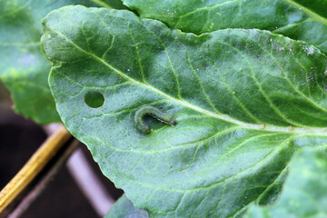 Young caterpillar of the cabbage moth (Mamestra brassicae) on a sugar beet leaf.