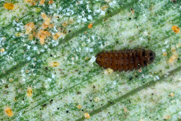 Larva of Stethorus punctillum (Coccinellidae) hunted on a Spider mite (Tetranychidae) predator - destroyers.