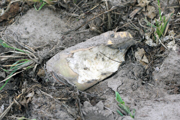 Sugar beet root damaged by animals - deer and wild boar.
