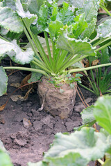 Sugar beet root damaged by agrophagous caterpillars of Noctuidae family - owlet moths.