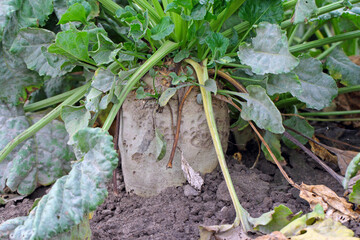 Fototapeta premium Sugar beet root damaged by agrophagous caterpillars of Noctuidae family - owlet moths.
