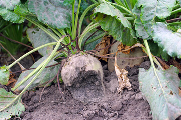 Sugar beet root damaged by animals - deer and wild boar.