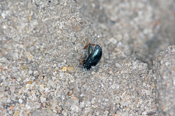 Dead rapeseed flea beetle killed in an insecticide spray treatment