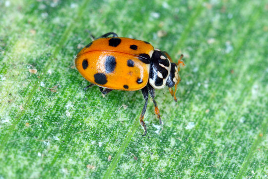 ladybird beetle of the genus Hippodamia - Coccinellidae.