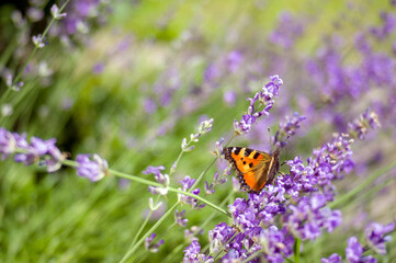 Fototapeta na wymiar Kolorowy motyl spijający nektar kwiaty lawendy rozmyte tło 