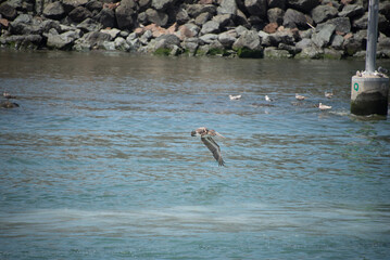 pelicans on the beach