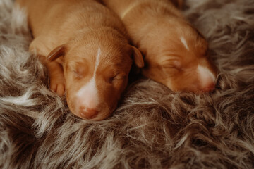 Two Cirneco dell'Etna puppies sleep sweetly on a fluffy bedspread and see doggy dreams