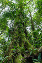 Fototapeta premium Moss and bromeliad tree in costa Rican rainforest