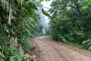 Rain wet muddy road in the rainforest of Costa Rica