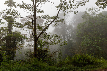 Obraz na płótnie Canvas Trees in the fog in the rainforest of Costa Rica