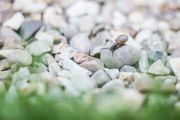 Tiny Baby Snail