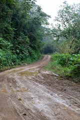 Rain wet muddy road in the rainforest of Costa Rica
