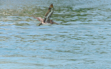 pelican in flight