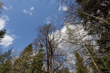 Bottom view to the tree top in spring forest. Seasonal natural scene.