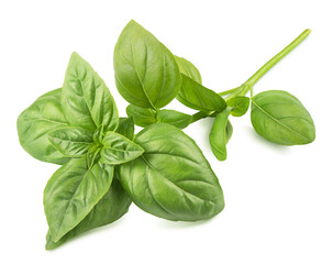 Fresh basil branch isolated on white