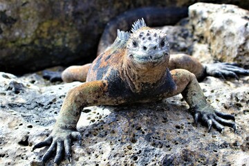 marine iguana