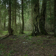 Panoramic view of the dense spring forest in the swamp. Atmospheric fabulous spring landscape.