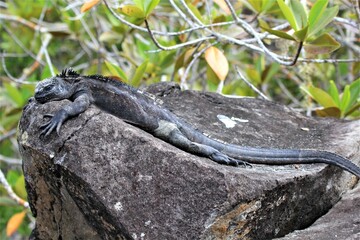 marine iguana