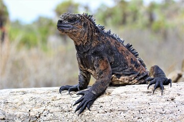 marine iguana © Paulina
