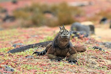 marine iguana