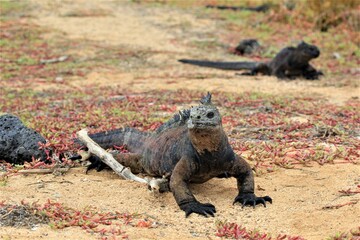 marine iguana 
