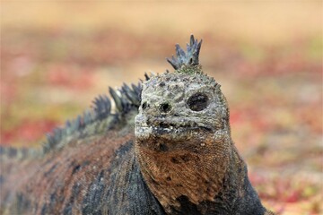 marine iguana 