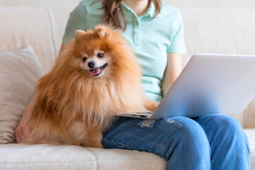Female with dog using laptop device computer indoors. remote work, freelancer. pomeranian spitz and woman in home office on quarantine. joint pastime of owner and pet.