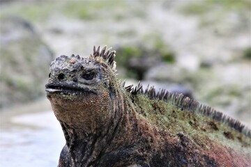 marine iguana - obrazy, fototapety, plakaty