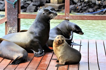 seal © Paulina