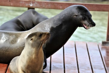seal © Paulina