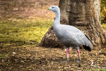 Cape Barren Goose captured in You Yangs National Park in Melbourne Victoria Australia