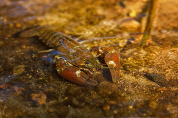 Signal crayfish, Pacifastacus leniusculus, climbs on stone in water at river bank. North American crayfish, invasive species in Europe, Japan, California. Freshwater crayfish in natural habitat.