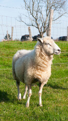 Oveja blanca en pasto junto a valla de alambre y estacas