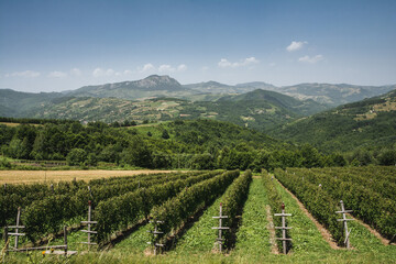 Fototapeta na wymiar View on a vineyard in Serbia countryside