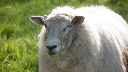 Oveja blanca peluda con los ojos cerrados en pradera de hierba verde