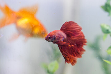 Veiltail betta attacking goldfish and other fish in collective aquarium
