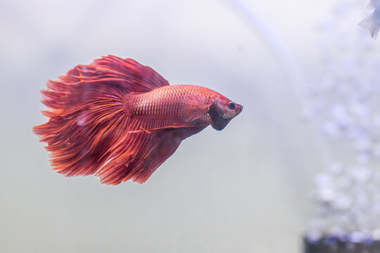 "Veil Tail Betta" Images – Browse 47 Stock Photos, Vectors, and Video