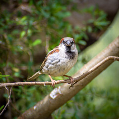 Red-browed Finch found in You Yangs National Park in Melbourne west Victoria Australia